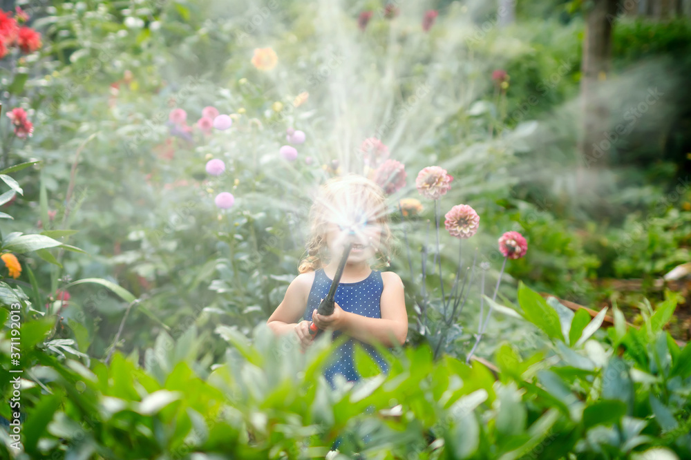 Obraz premium Beautiful little toddler girl watering garden flowers with water hose on summer day. Happy child helping in family garden, outdoors, having fun with splashing