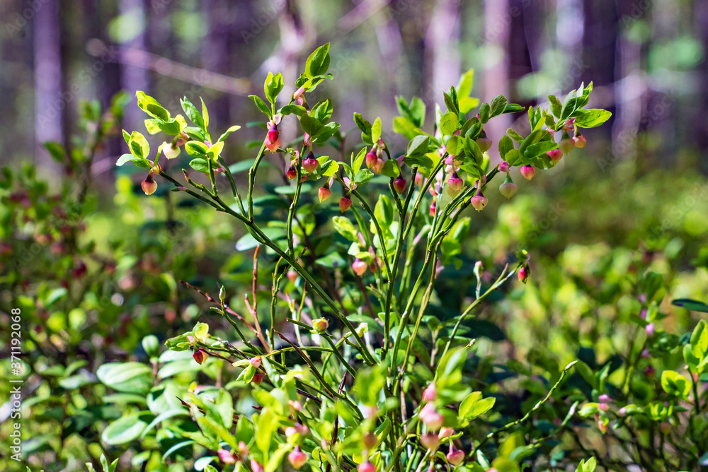 A Bush of blooming blueberries in the forest in a clearing.
