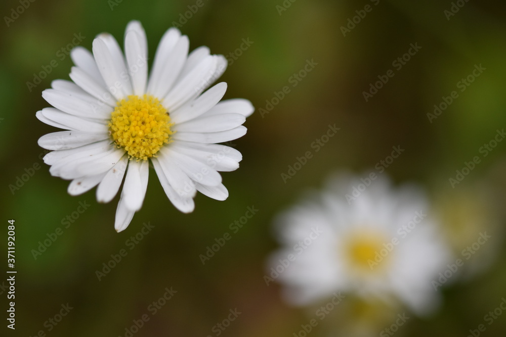 Closeup of a small daisy flower Closeup of a small daisy flower