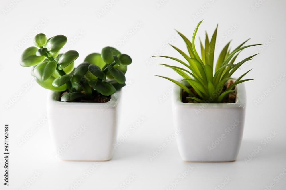 Plants on Table