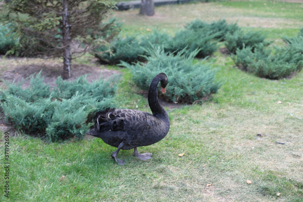 Scenic view with one black swan in the summer garden of the city Scenic view with one black swan in the summer garden of the city