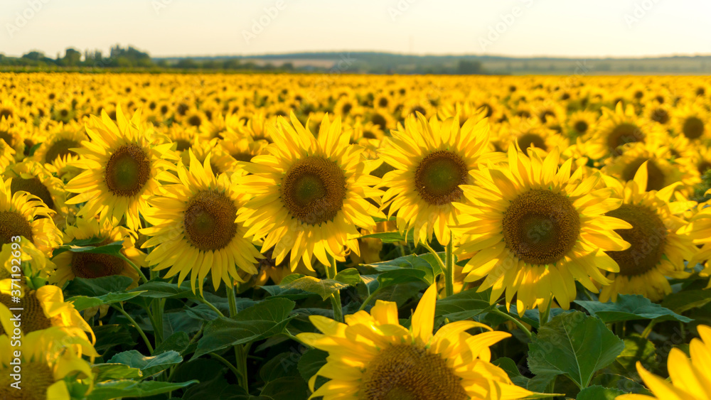 Fototapeta premium a sunflower field at sunset