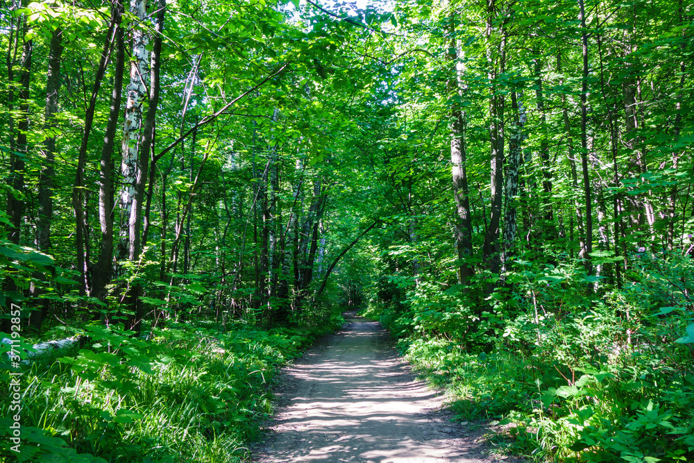 Obraz premium Pathway in summer forest for walking & bicycle rides