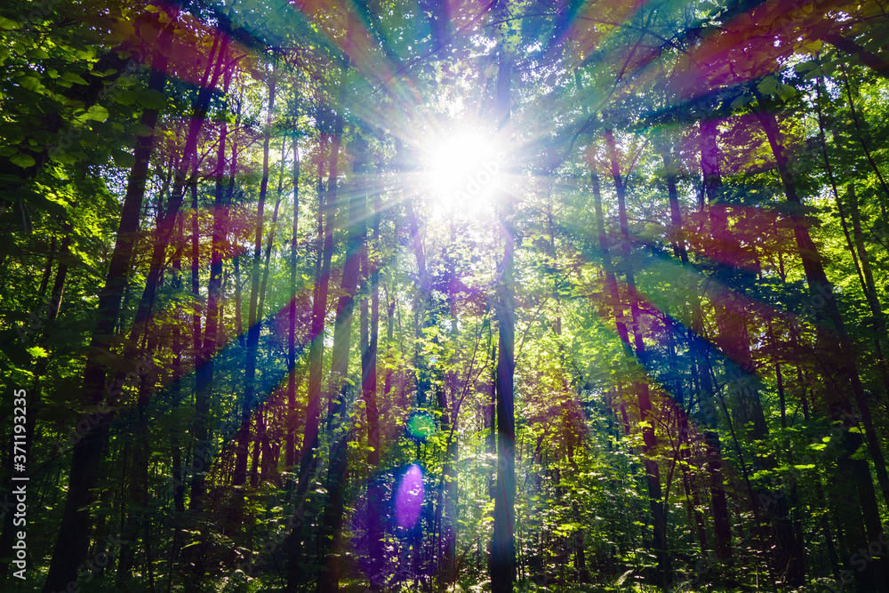 Sunlight, breaking through the forest foliage, is decomposed into rays and plays with all the color spectrum hues