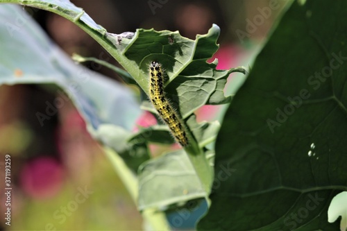 Leinwand Poster Cabbage caterpillar on a green cabbage leaf
