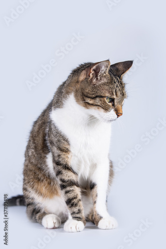 Full length portrait of pensive gray striped cat looking down thoughtful isolated over grey wall with copy spacel. Sad emotion, upset pet. photo