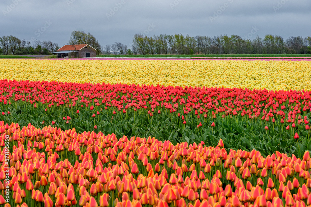 Holland landscape of flowers, tulips and windmills