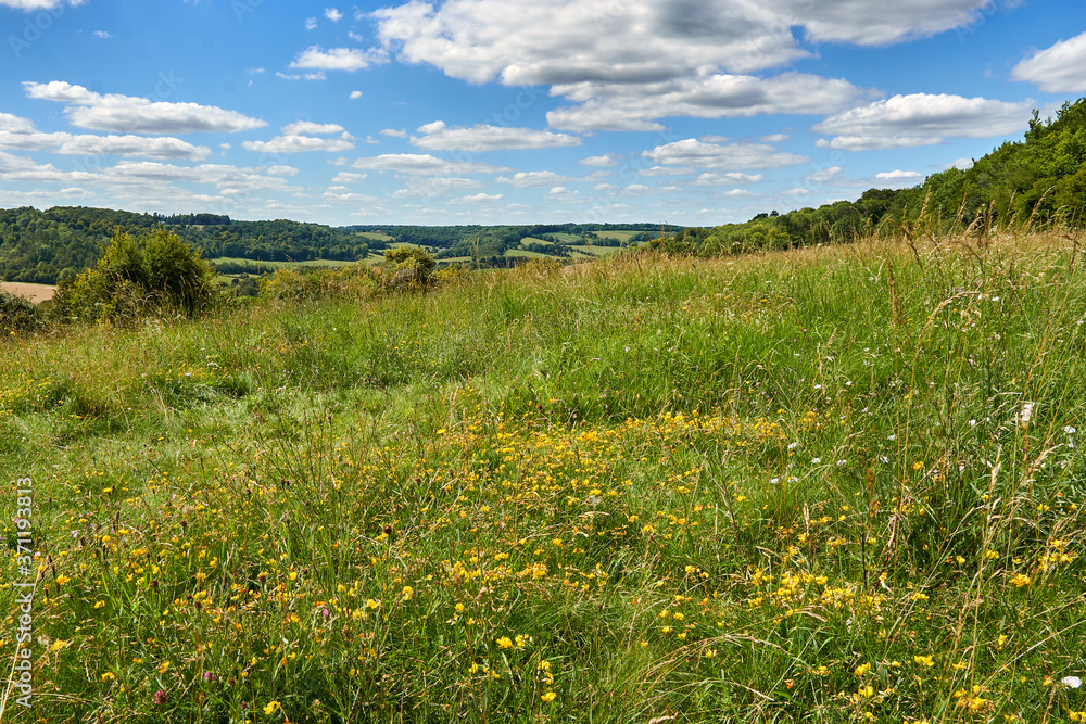 meadow with yellow rattle flowers