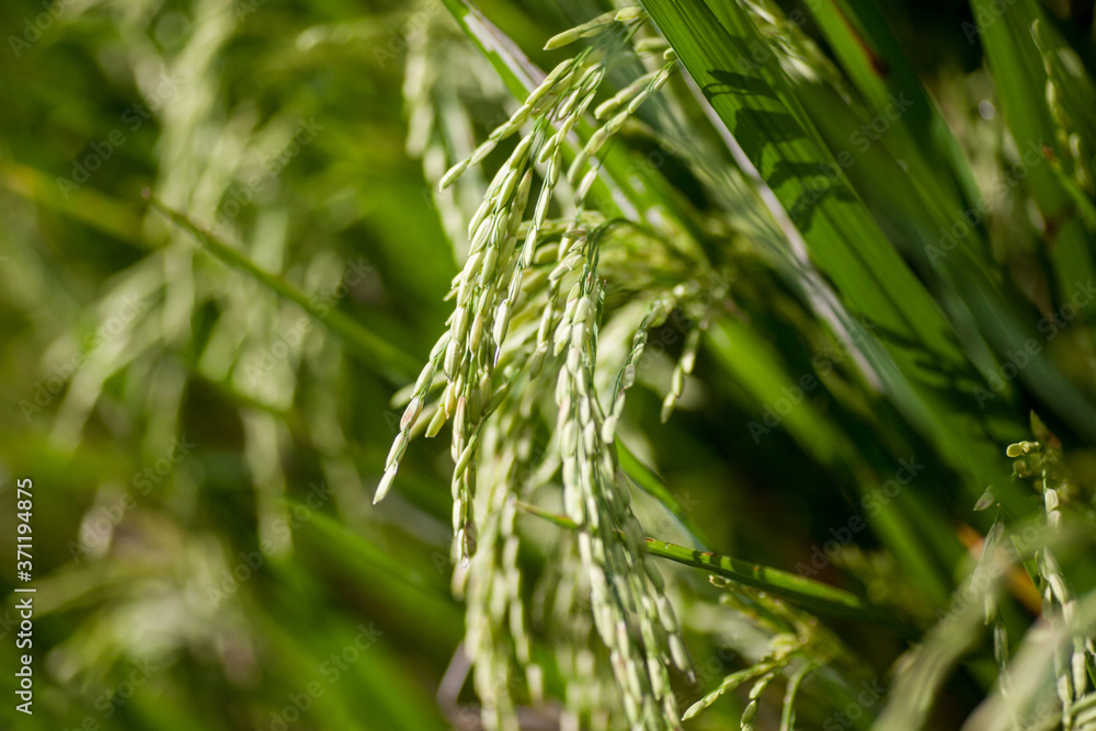 2 June 2010, Yogyakarta, Indonesia: Closeup On Green Paddy Farm.