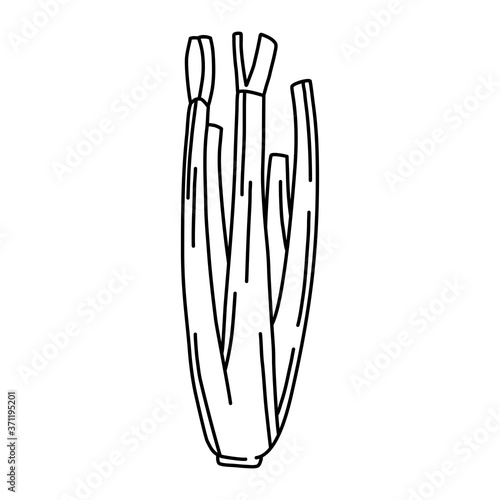 Whole fresh celery. Hand drawn line vegetable. Vector illustration in doodle style isolated on white background.