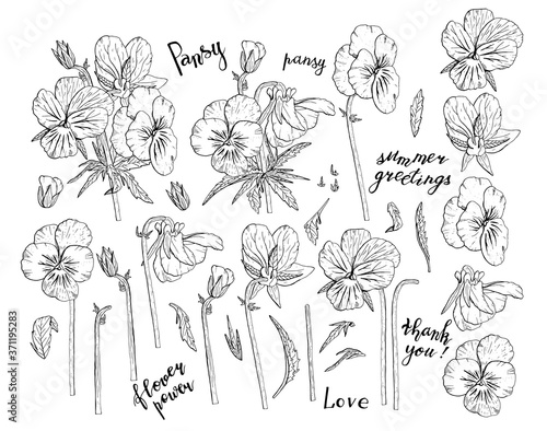 Hand drawn monochrome pansy flowers clipart. Floral design element. Isolated on white background. Vector illustration.