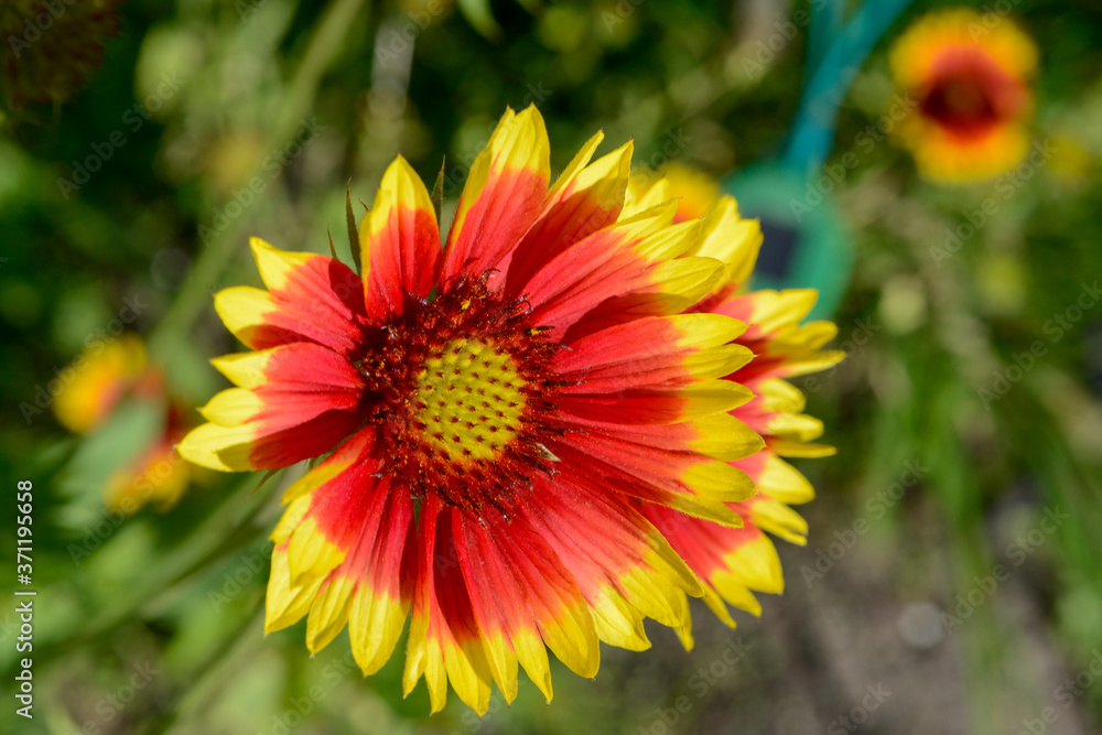 colorful gaillardia growing in the garden colorful gaillardia growing in the garden