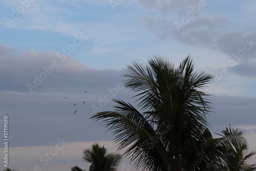 Indian coconut tree with dark and light clouds with birds flying