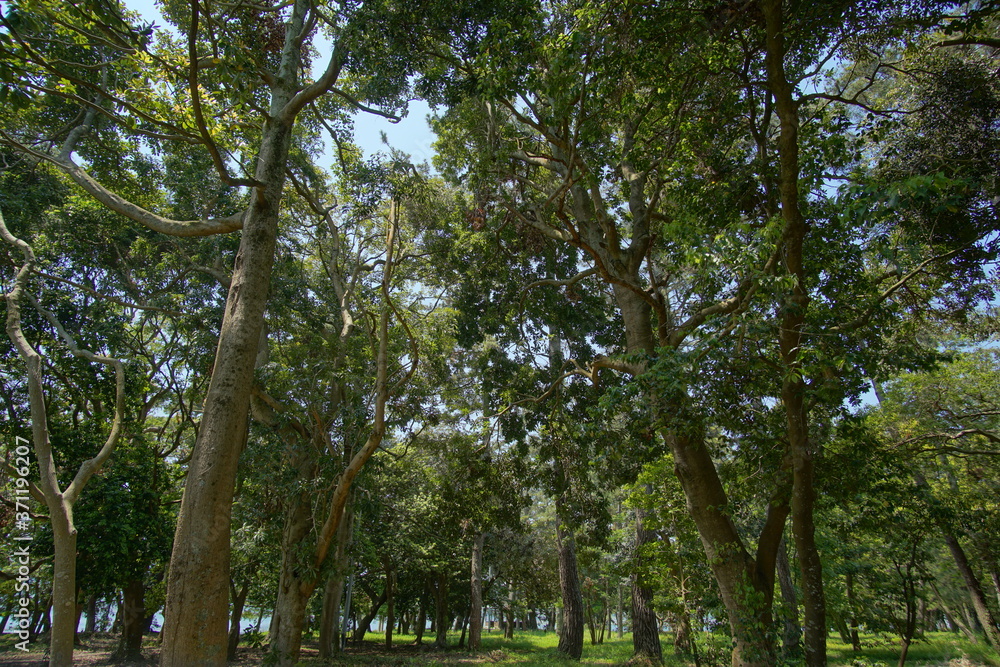 Avenue of pines of Amanohashidate in Kyoto, Japan Avenue of pines of Amanohashidate in Kyoto, Japan