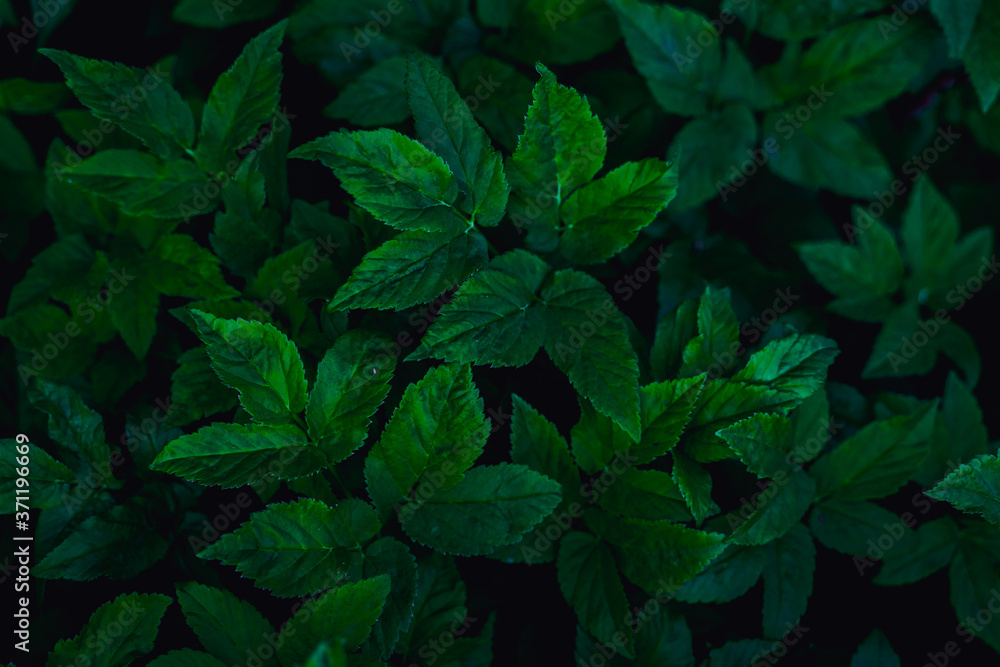 dark green leaves, abstract flora texture dark green leaves, abstract flora texture
