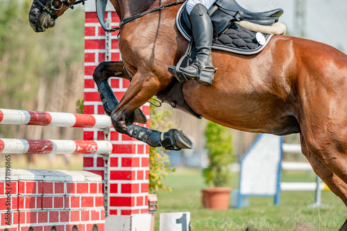 Horse detail from showjumping competition in summer. Close-up detail of horse movement.