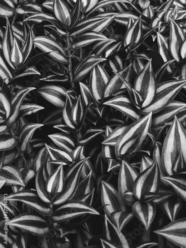 Wandering Jew ( Tradescantia zebrinahort. Ex Bosse ), Thai herb black and white tone photo