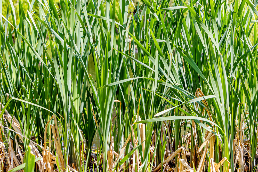 Fototapeta premium Horizontal texture of green grass reeds is by a pond in summer