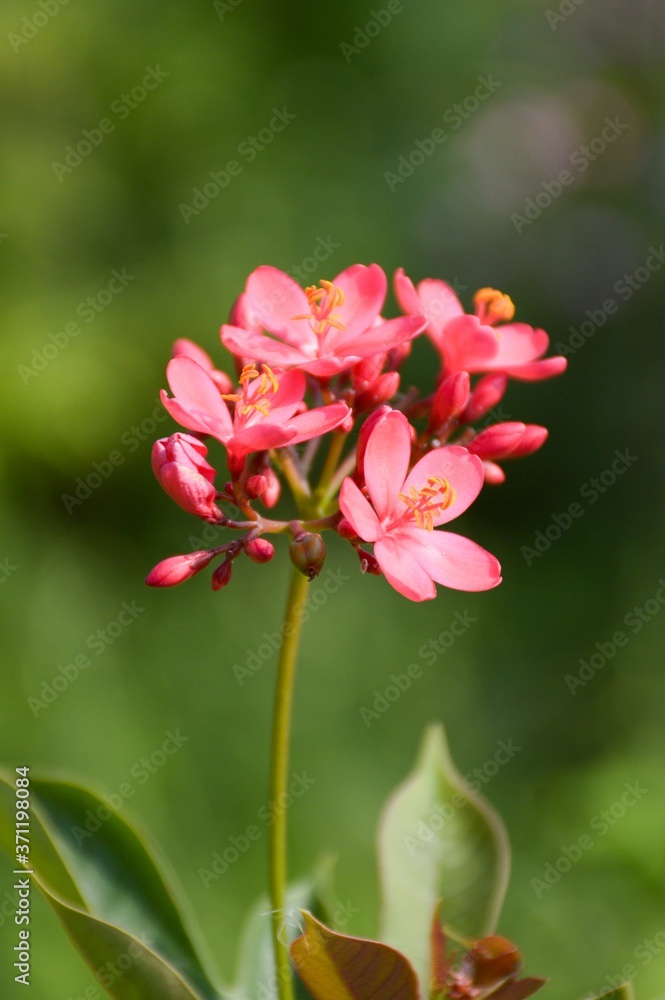 Jatropha integerrima flower in nature garden Jatropha integerrima flower in nature garden