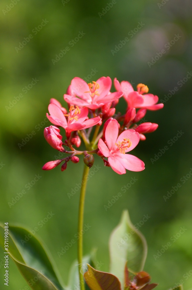 Jatropha integerrima flower in nature garden