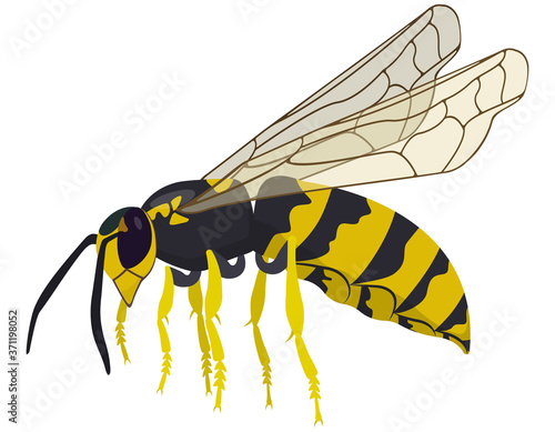 Flying wasp isolated on white background. Insect in cartoon style.