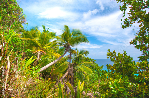 palm trees on the beach