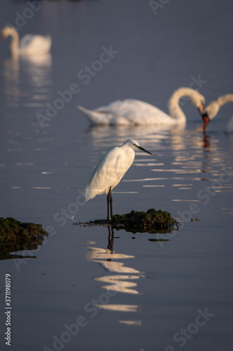 great blue heron