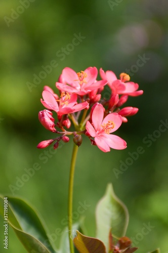 Fototapeta Naklejka Na Ścianę i Meble -  Jatropha integerrima flower in nature garden