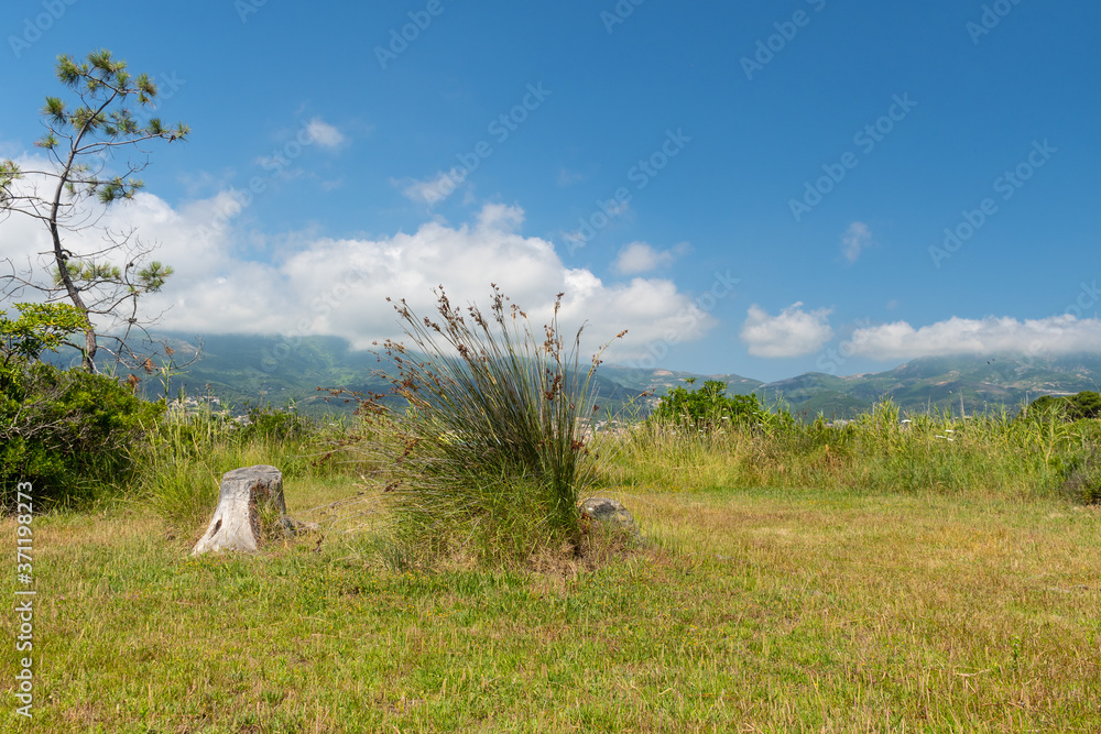 Naklejka premium Wild Plant near to a lake