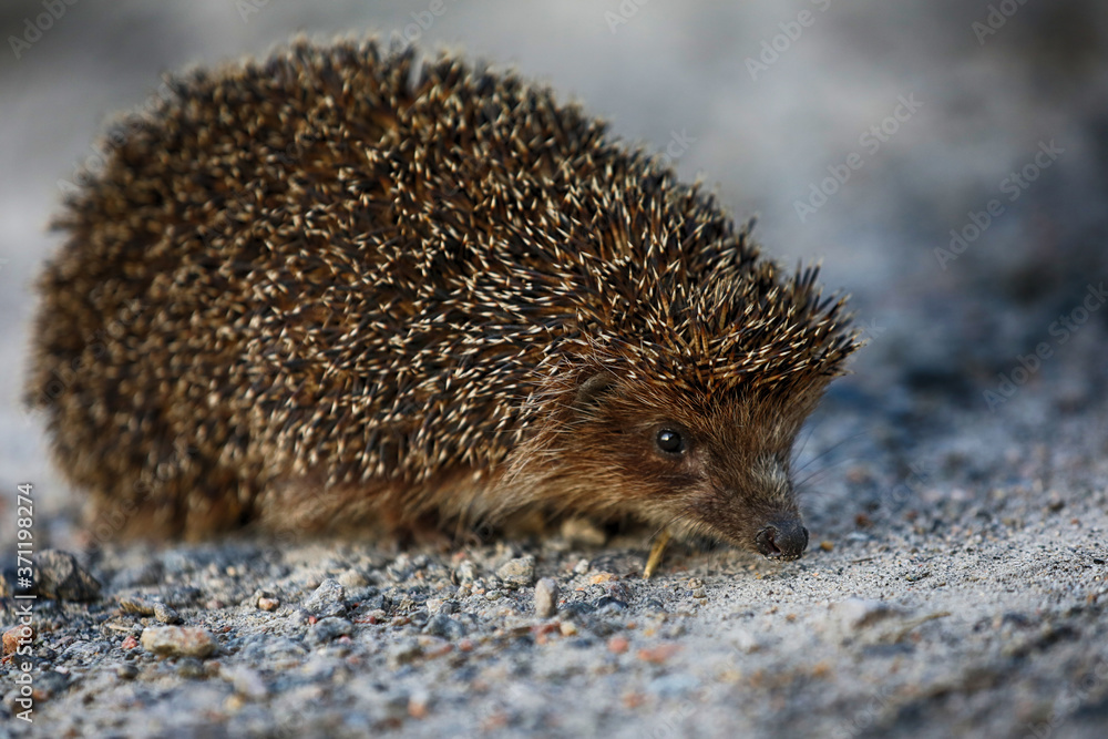 Obraz premium hedgehog on the ground