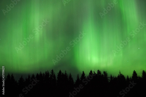 Northern lights, Aurora borealis over a dark coniferous forest in Estonia, Northern Europe. 