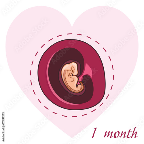 Pregnancy 1 month. A human embryo in the womb. The development of the fetus during pregnancy. Medical vector illustration for design and web isolated on a white background.