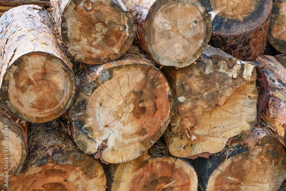 Close up of pine trunks with their ends folded to one side and sawn into parts Close up of pine trunks with their ends folded to one side and sawn into parts