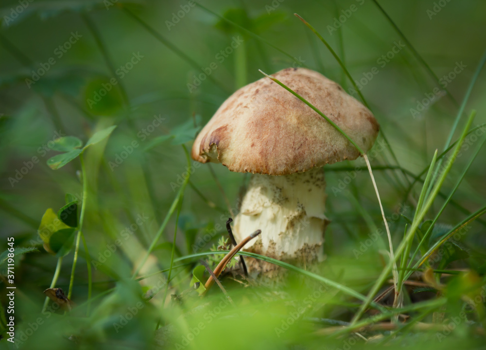 edible mushroom in green grass