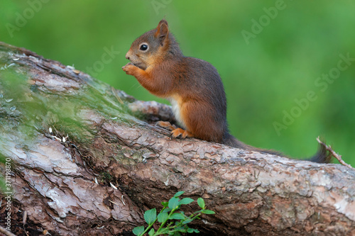 Red squirrel on a tree trunk photo