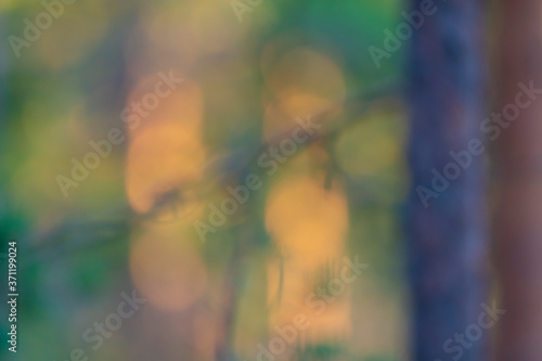 Forest in soft light and blur