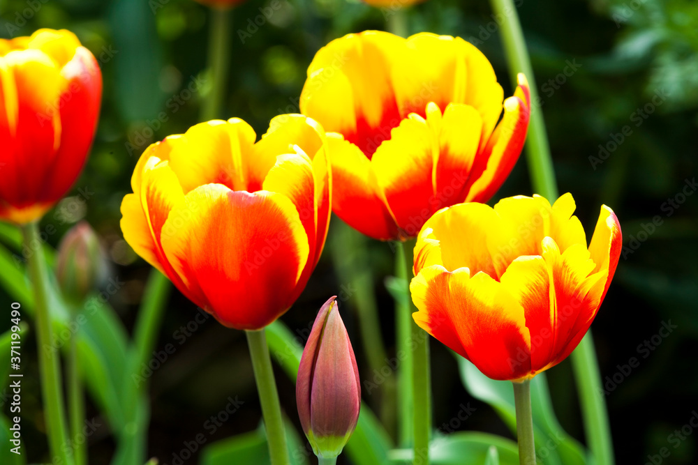 Fototapeta premium Close-up beautiful tulips with Blurred background
