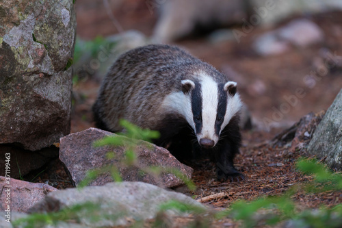 Badger in the forest photo