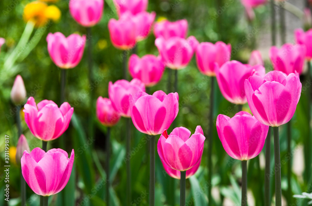 Close-up beautiful tulips with Blurred background Close-up beautiful tulips with Blurred background