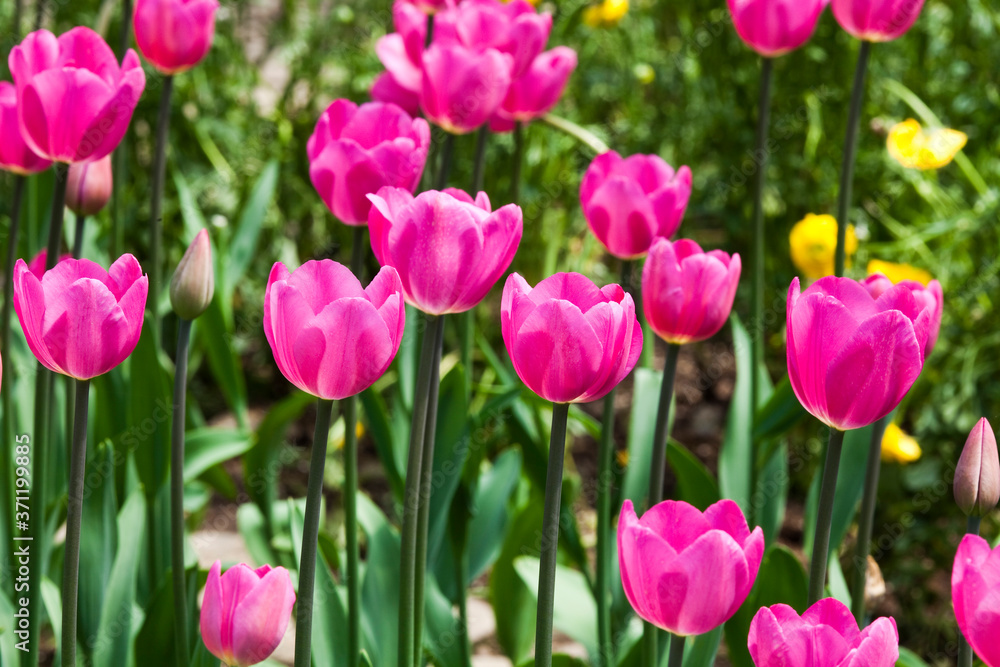 Close-up of tulips growing in the garden