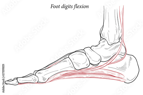 Medical illustration of Foot digits flexion muscles acting on the foot span from above the knee to various points on the foot skeleton. Line drawing for medicine, student learning, and sports science.