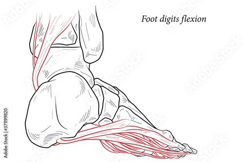 Medical illustration of Foot digits flexion muscles acting on the foot span from above the knee to various points on the foot skeleton. Line drawing for medicine, student learning, and sports science.