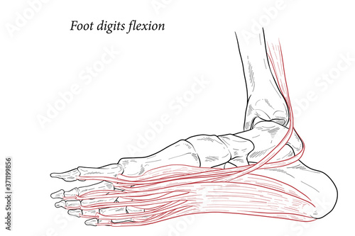 Medical illustration of Foot digits flexion muscles acting on the foot span from above the knee to various points on the foot skeleton. Line drawing for medicine, student learning, and sports science.
