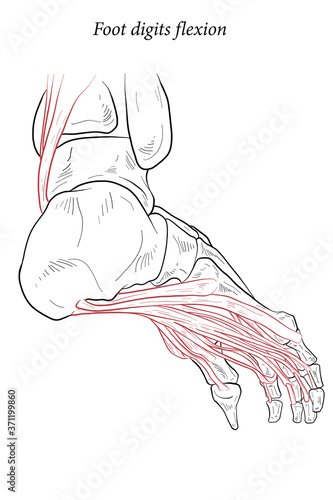 Medical illustration of Foot digits flexion muscles acting on the foot span from above the knee to various points on the foot skeleton. Line drawing for medicine, student learning, and sports science.