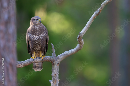 Common buzzard in the forest photo