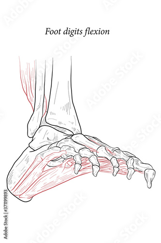 Medical illustration of Foot digits flexion muscles acting on the foot span from above the knee to various points on the foot skeleton. Line drawing for medicine, student learning, and sports science.