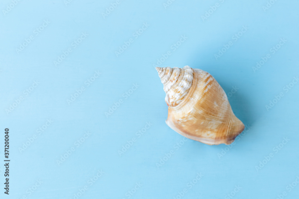 seashell on light blue background, copy space seashell on light blue background, copy space