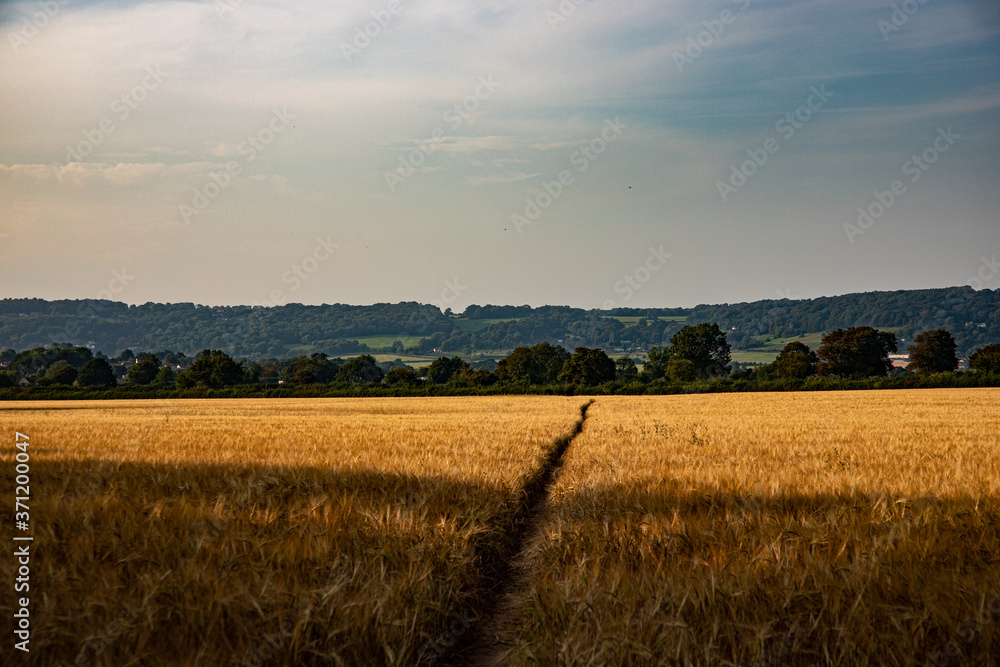 A Barley Field in the Evening Light