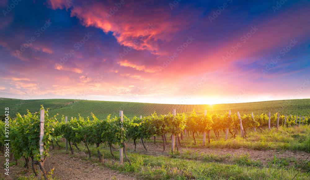 Chianti vineyard landscape in Tuscany, Italy field