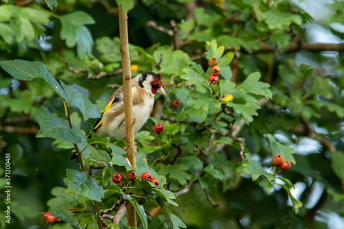 Goldfinch on a branch with berries